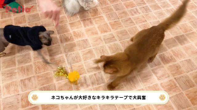 Amazon | ペティオ (Petio) 猫用おもちゃ キラキラパレード猫じゃらし